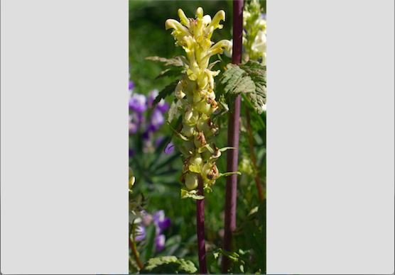 bractedlousewort